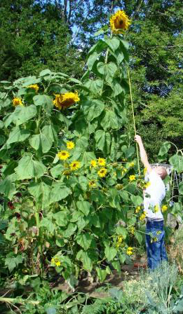 gardener measuring extra tall sunflowers