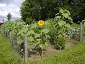 Overgrown garden with tall sunflowers