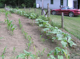 Early garden thriving due to radiant solar heat